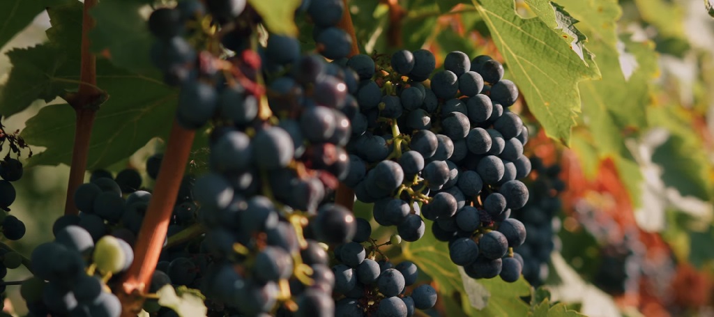 Grozd u vinogradu u Negotinskoj Krajini
